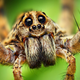 Illustration for article titled Alien monsters or awesome spiders, I just love these little guys